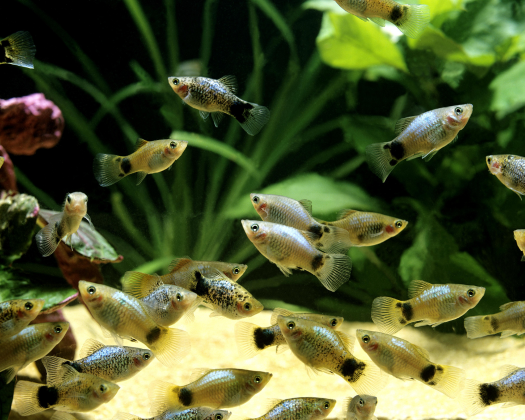 Ein Schwarm Platys schwimmt im Aquarium