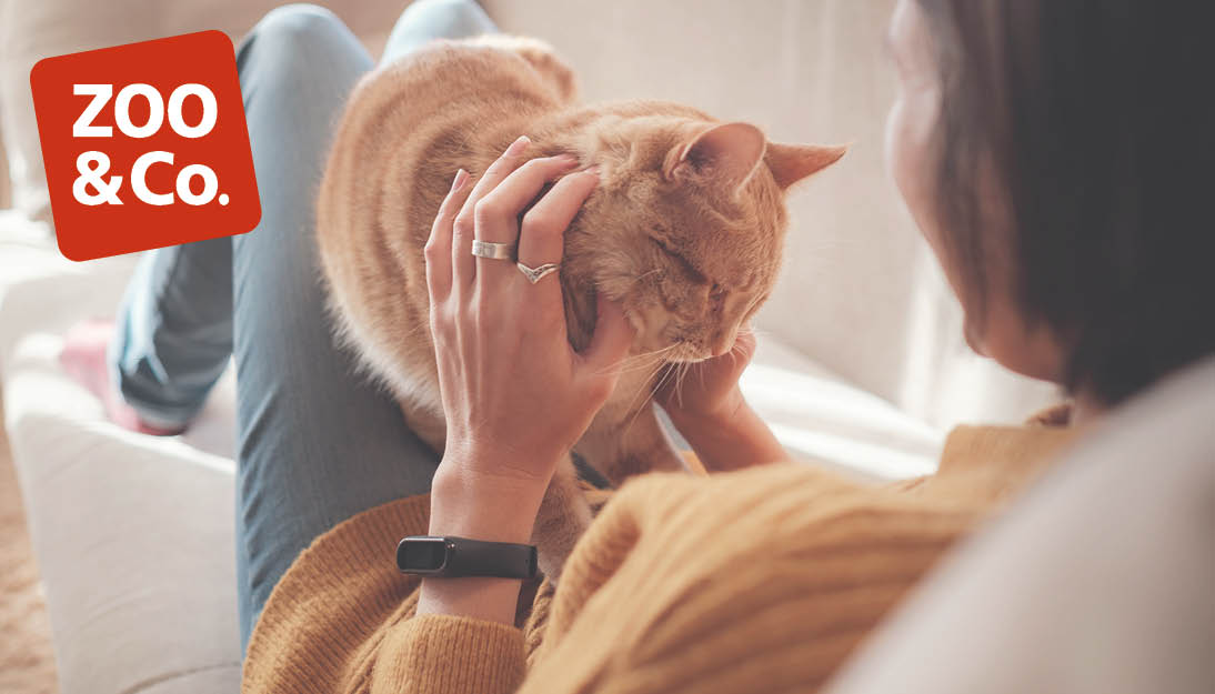 Hochwertiges Futter für Katzen beim Zoo & Co. Tierfachhandel