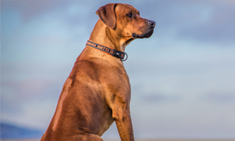 Rhodesian Ridgeback