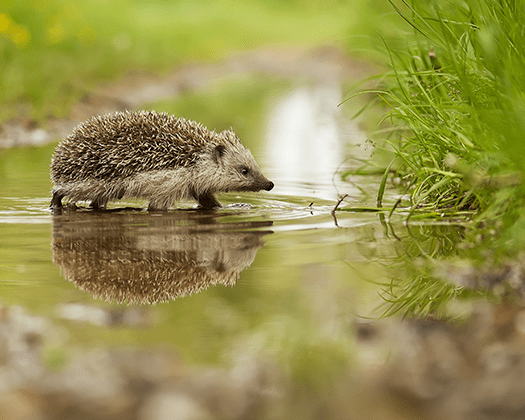 Igel in Wasser